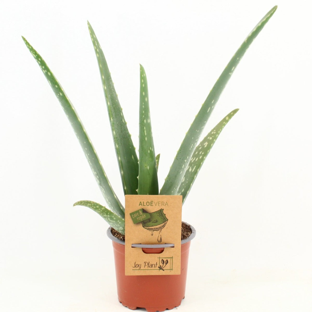 Aloe vera 35cm 10.5cm Pot