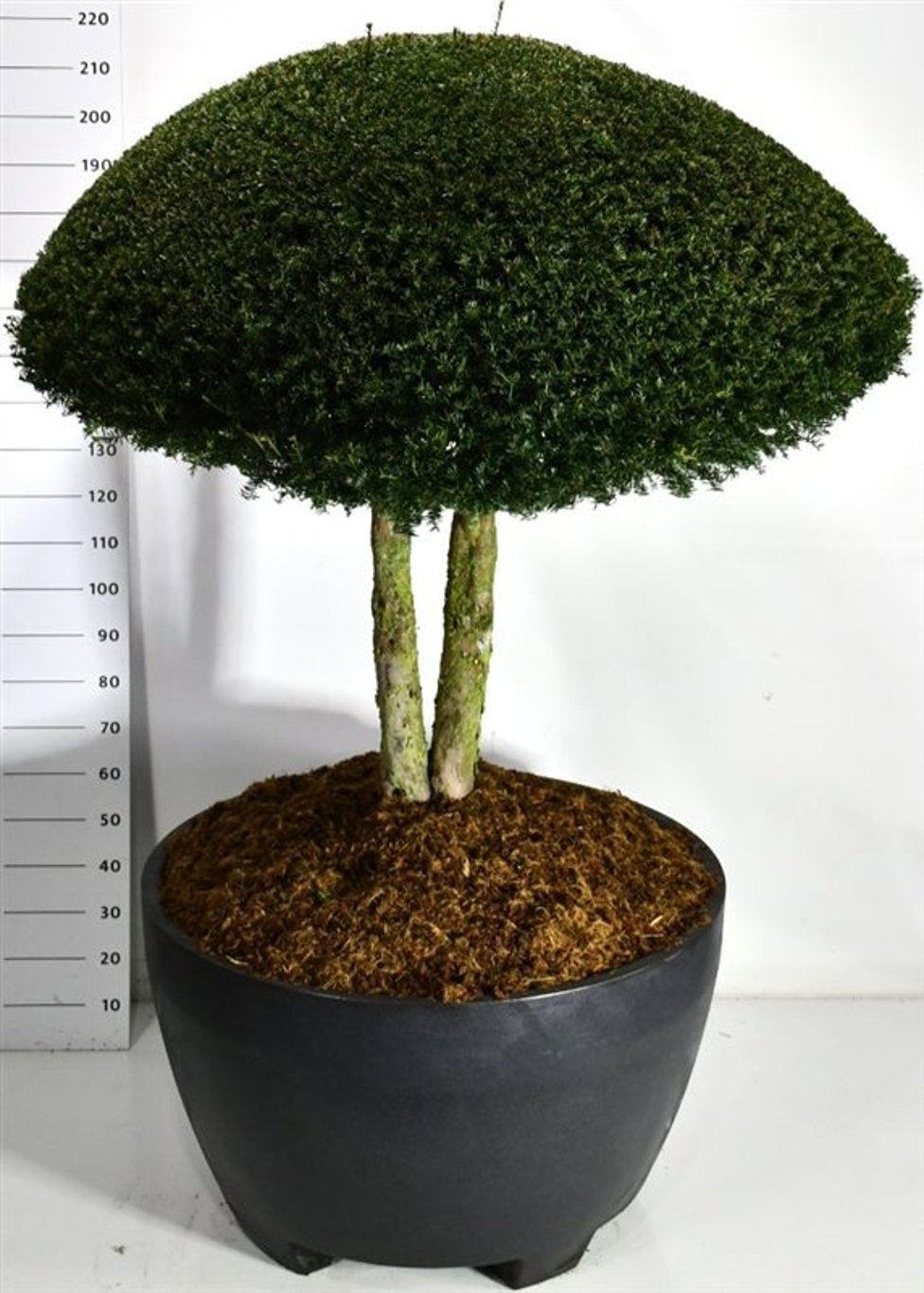 Taxus baccata 240cm 110cm Pot