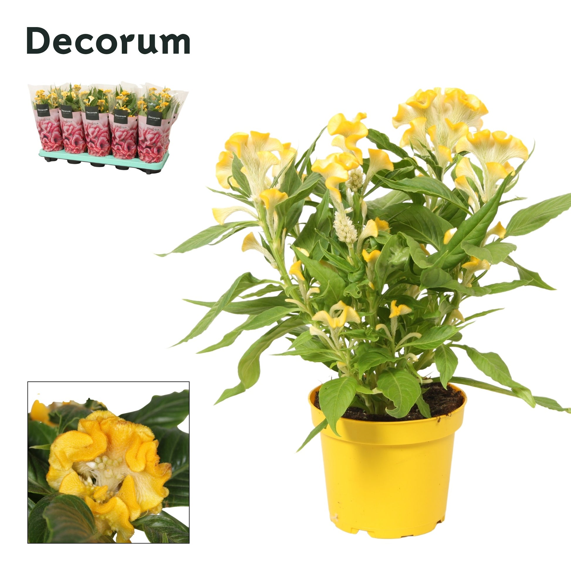 Celosia Hot Topic Yellow 32cm 12cm Pot