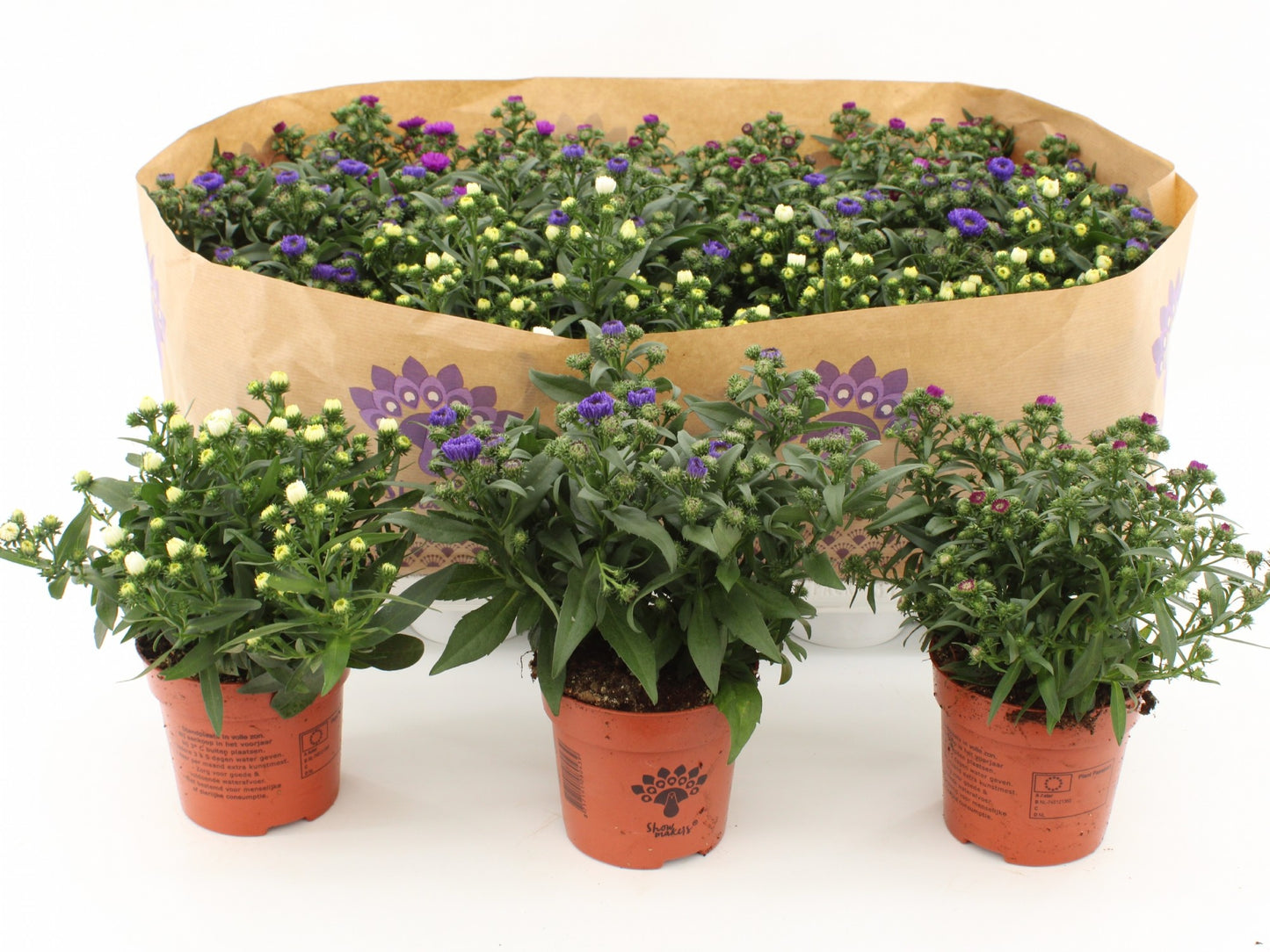 Aster nb. Showmakers mix 22cm 510cm Pot