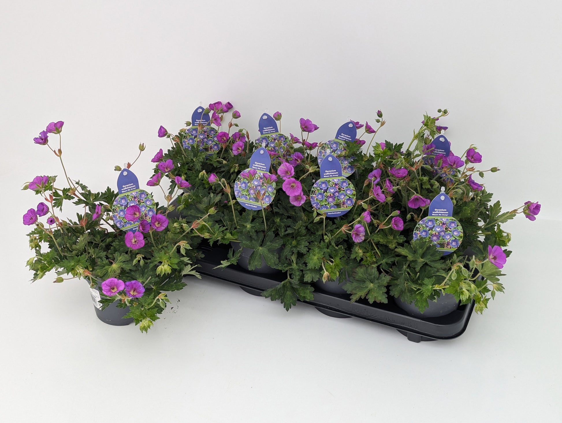 Geranium Bloom Me Away 25cm 13cm Pot