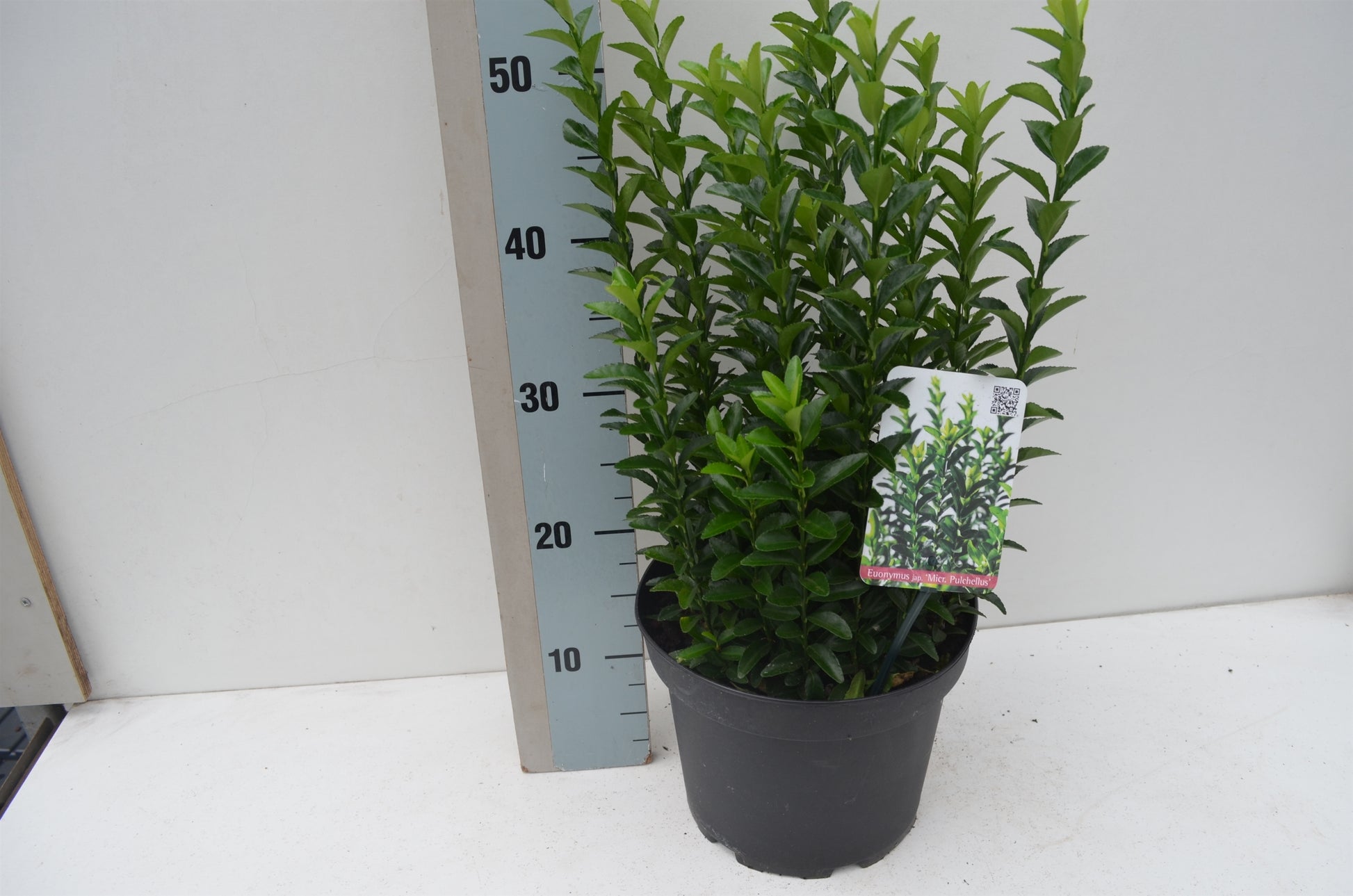 Euonymus Jean Hugues 35cm 23cm Pot