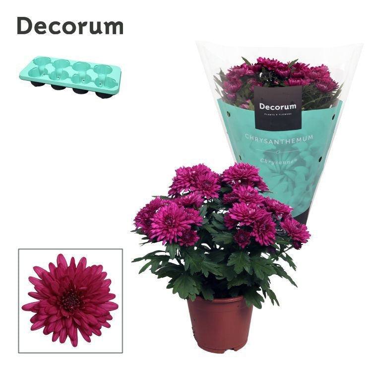 Chrysanthemum Grandezza purple 25cm 13cm Pot