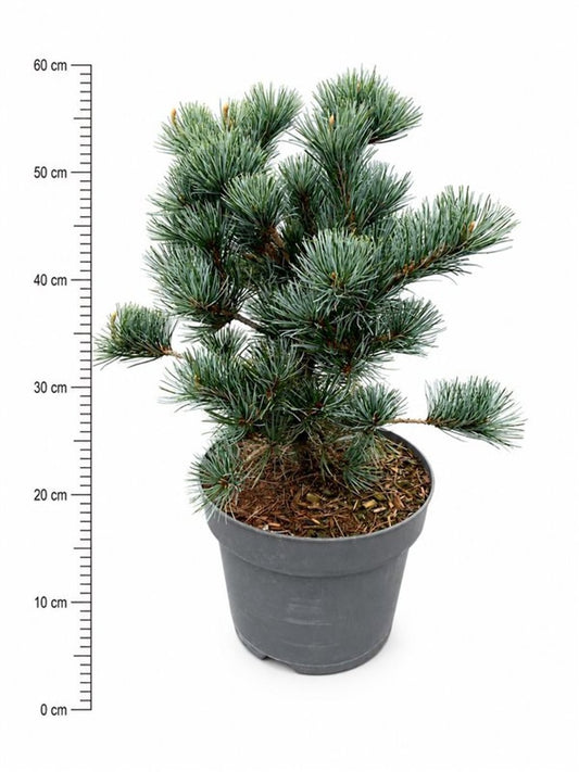 Pinus par. Negishi 65cm 26cm Pot