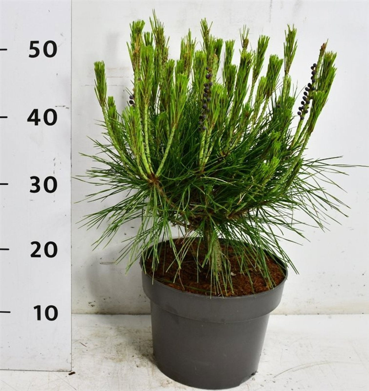 Pinus Alice Verkade 50cm 23cm Pot