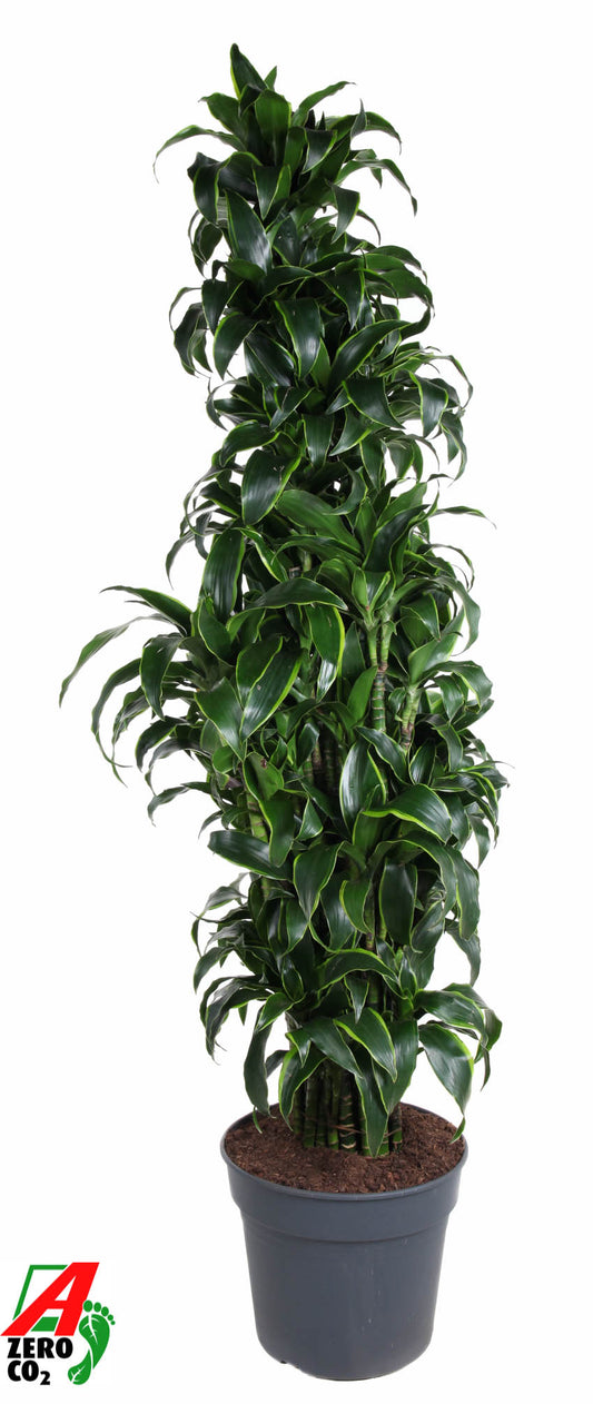 Ammerlaan Green Innovator Dracaena fragrans Dorado branched Pack of 1