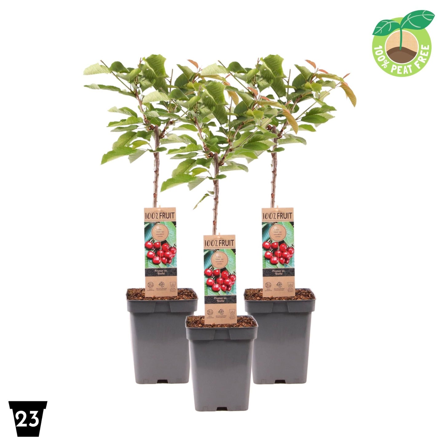 Streng Growers B.V. Prunus avium Stella ("Cherry") Pack of 1