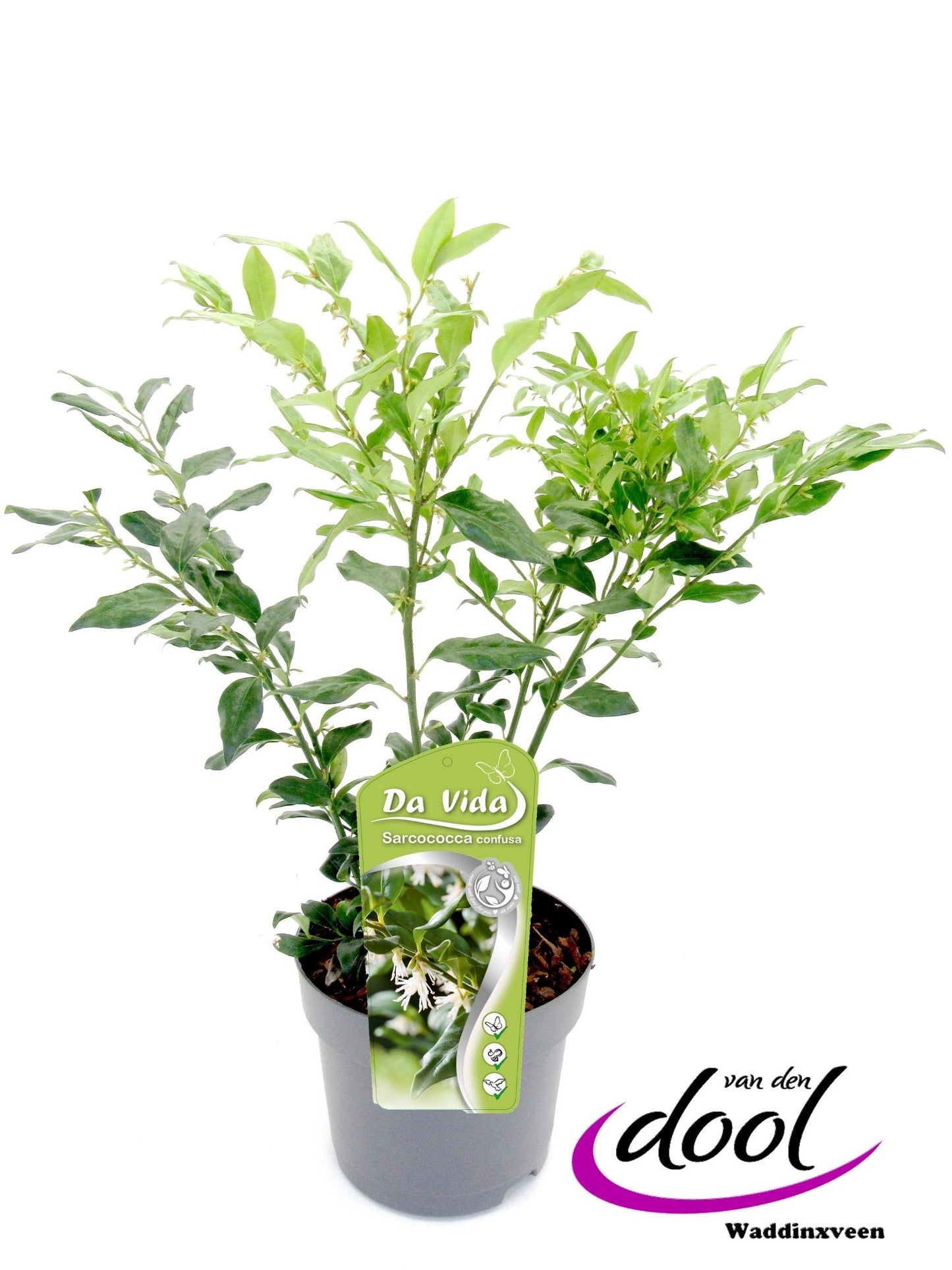 Sarcococca confusa 40cm 19cm Pot