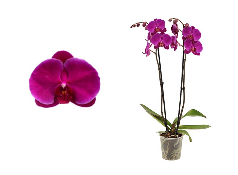 Phalaenopsis purple 60cm 12cm Pot