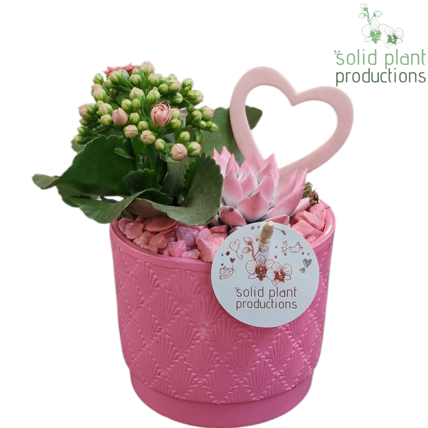 KE001 Ariël Pink VM 25cm 12cm Pot