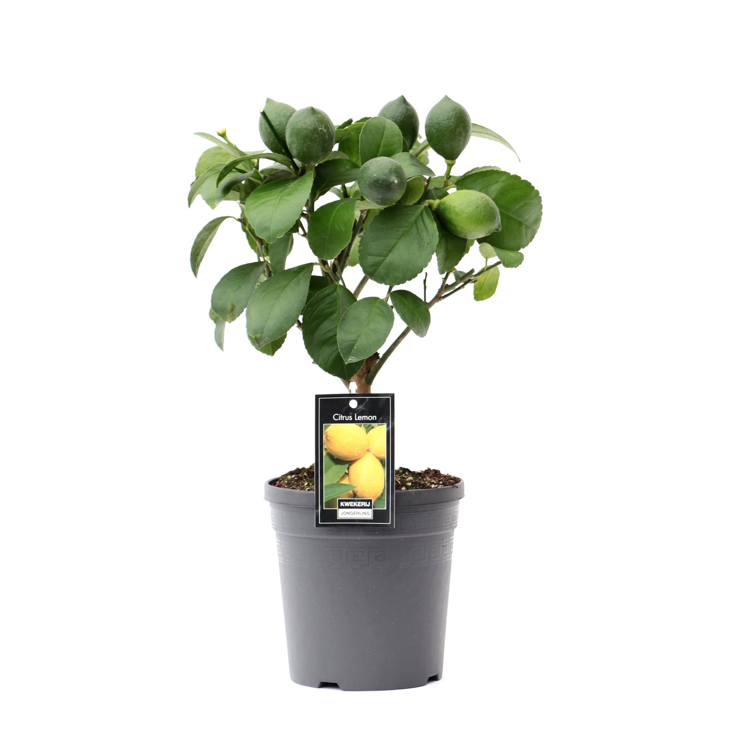 Citrus Lemon standard 38cm 15cm Pot