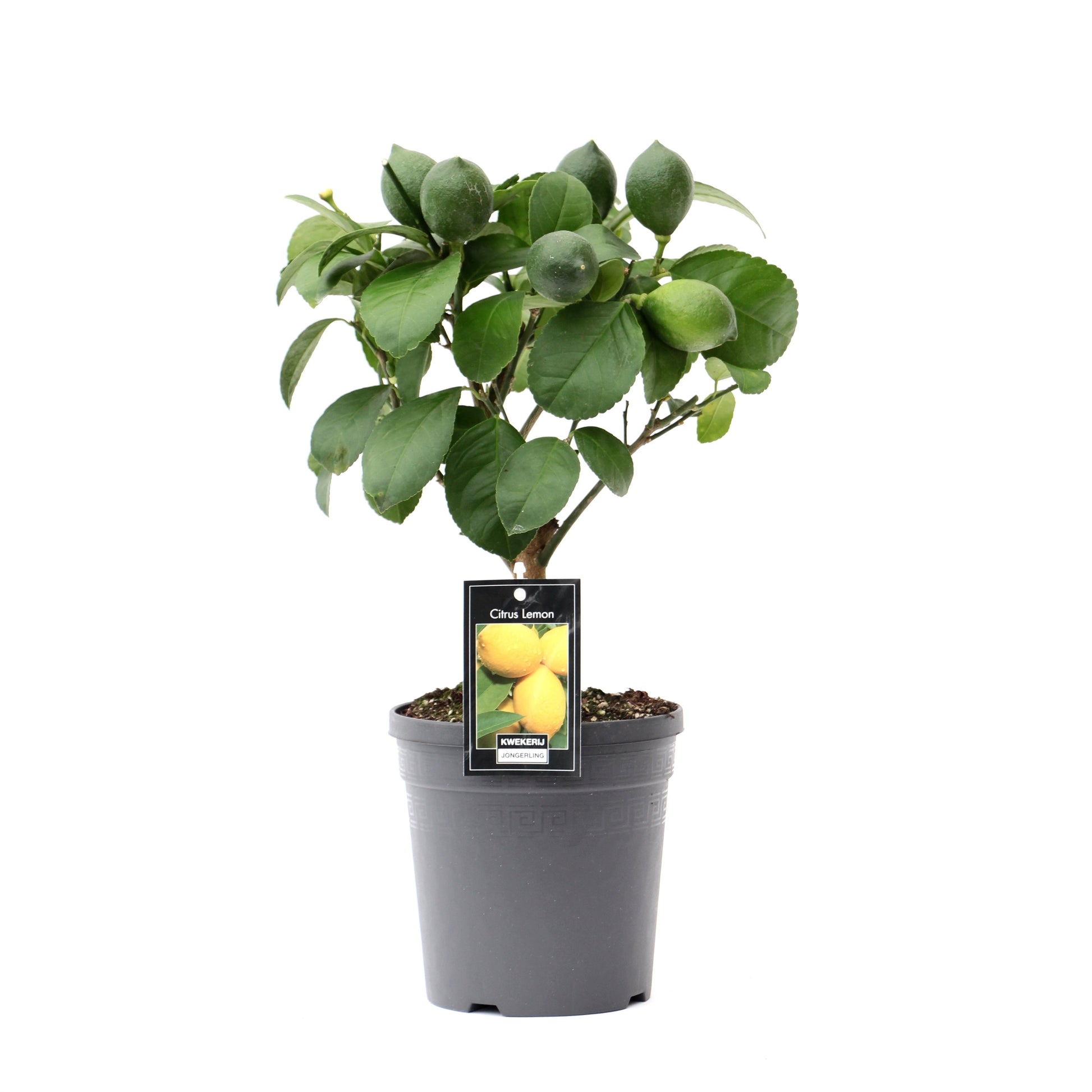 Citrus Lemon standard 38cm 15cm Pot