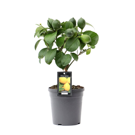 Citrus Lemon standard 38cm 15cm Pot