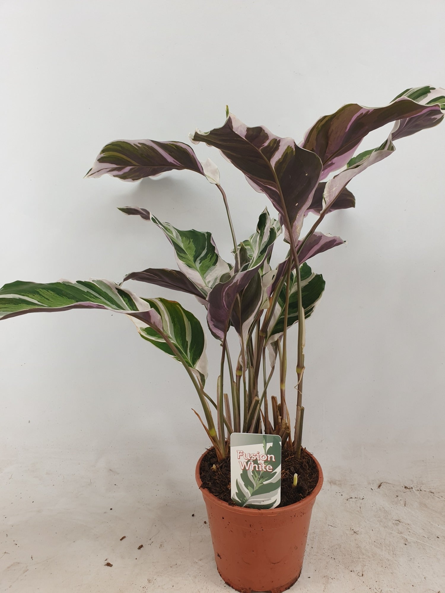 Tass BV, Kwekerij Calathea Fusion White Pack of 8
