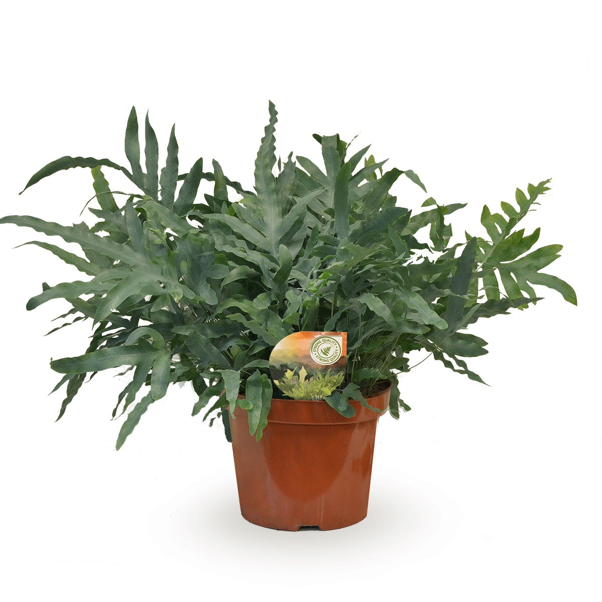 Phlebodium Blue Star 80cm 26cm Pot