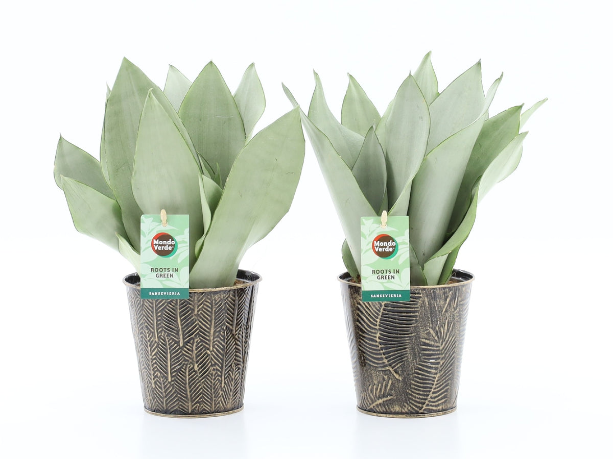 Sansevieria Moonshine 35cm 13cm Pot