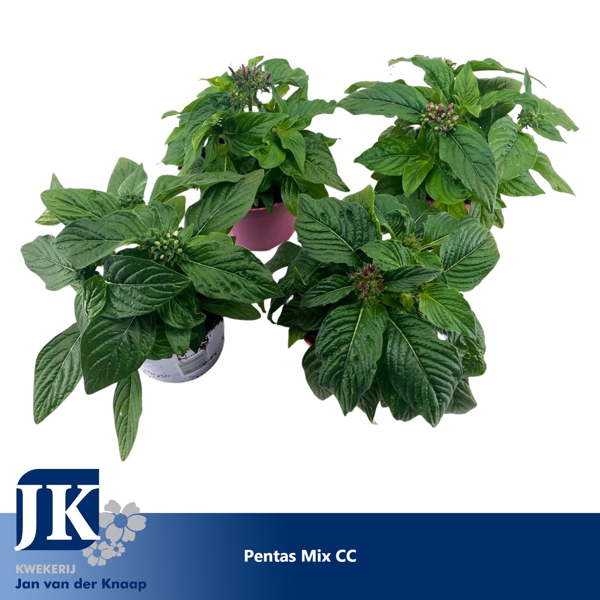 Pentas lan. mix 20cm 12cm Pot