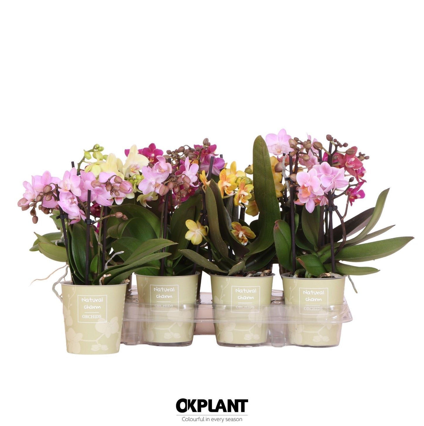 Phalaenopsis mix Natural Charm 30cm 9cm Pot