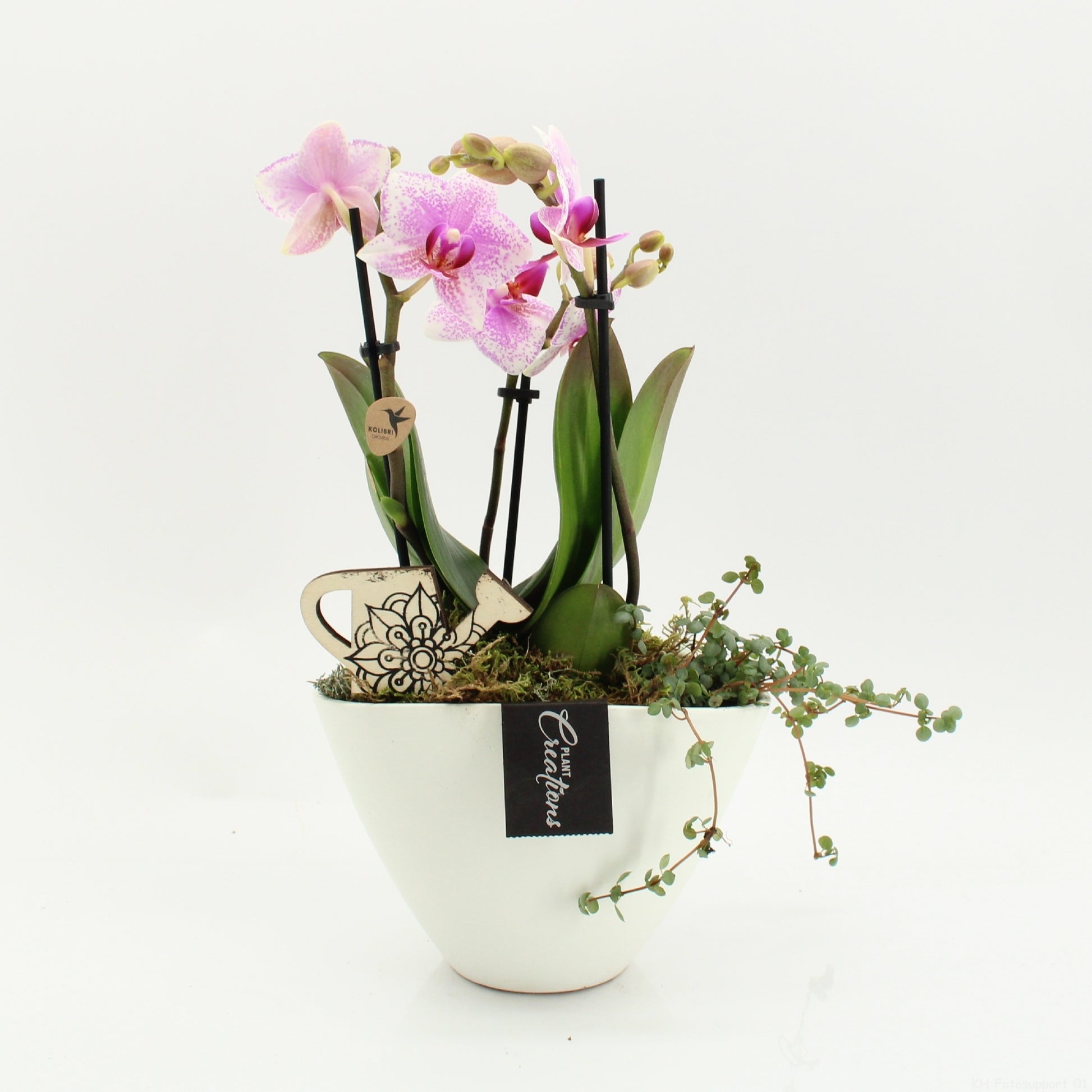 PHAL-2626RZ Phalaenopsis creatie 50cm 19cm Pot