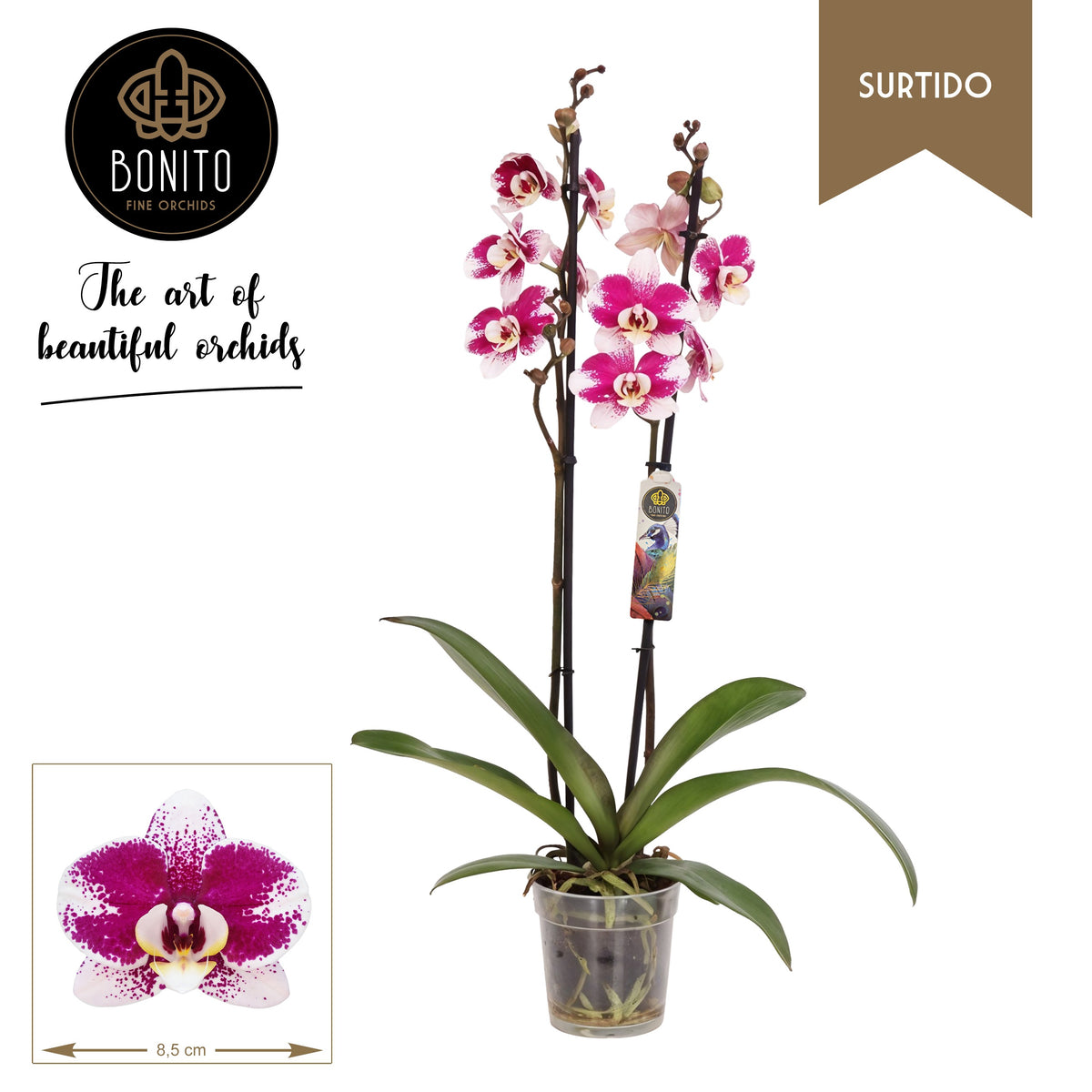 Phalaenopsis Barcelona 70cm 12cm Pot