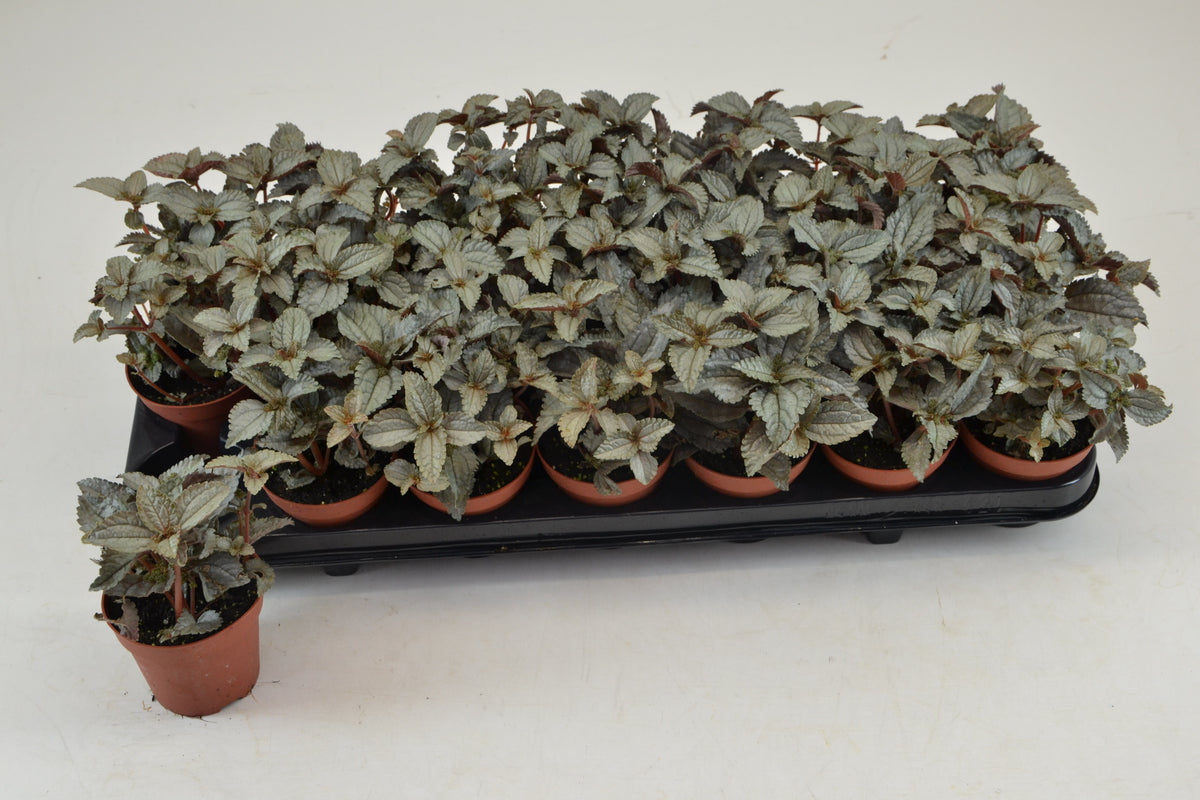 Pilea Ellen 10cm 8.5cm Pot