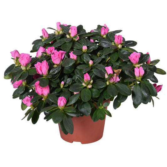 Rhododendron Vogel Pink 30cm 13cm Pot