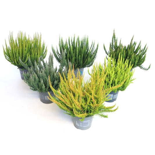 Calluna Beauty Ladies mix 25cm 12cm Pot