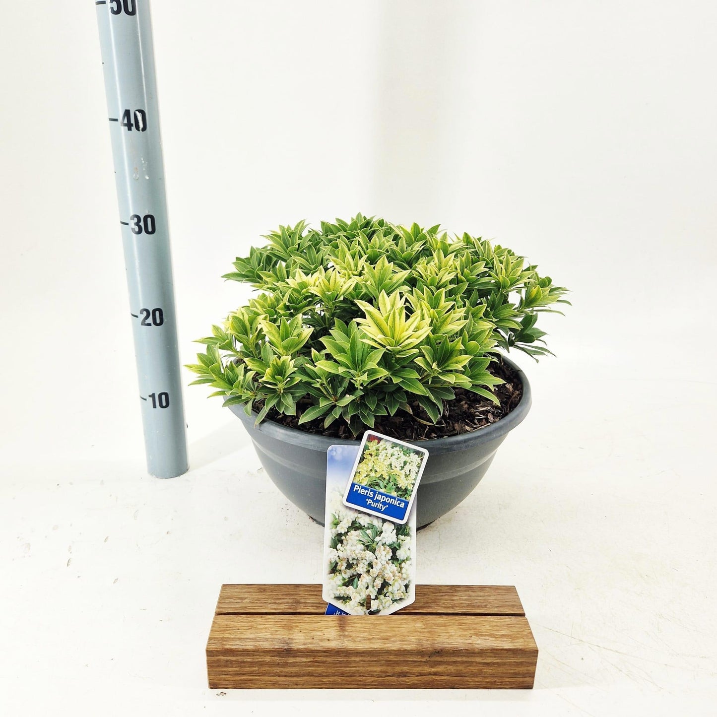 Pieris japonica Purity 30cm 33cm Pot