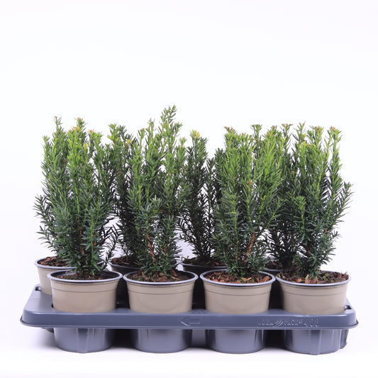 Taxus media Hillii 40cm 13cm Pot