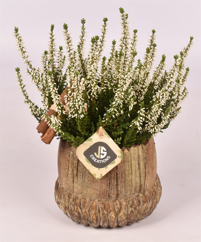 Outdoor arrangement 14cm Pot