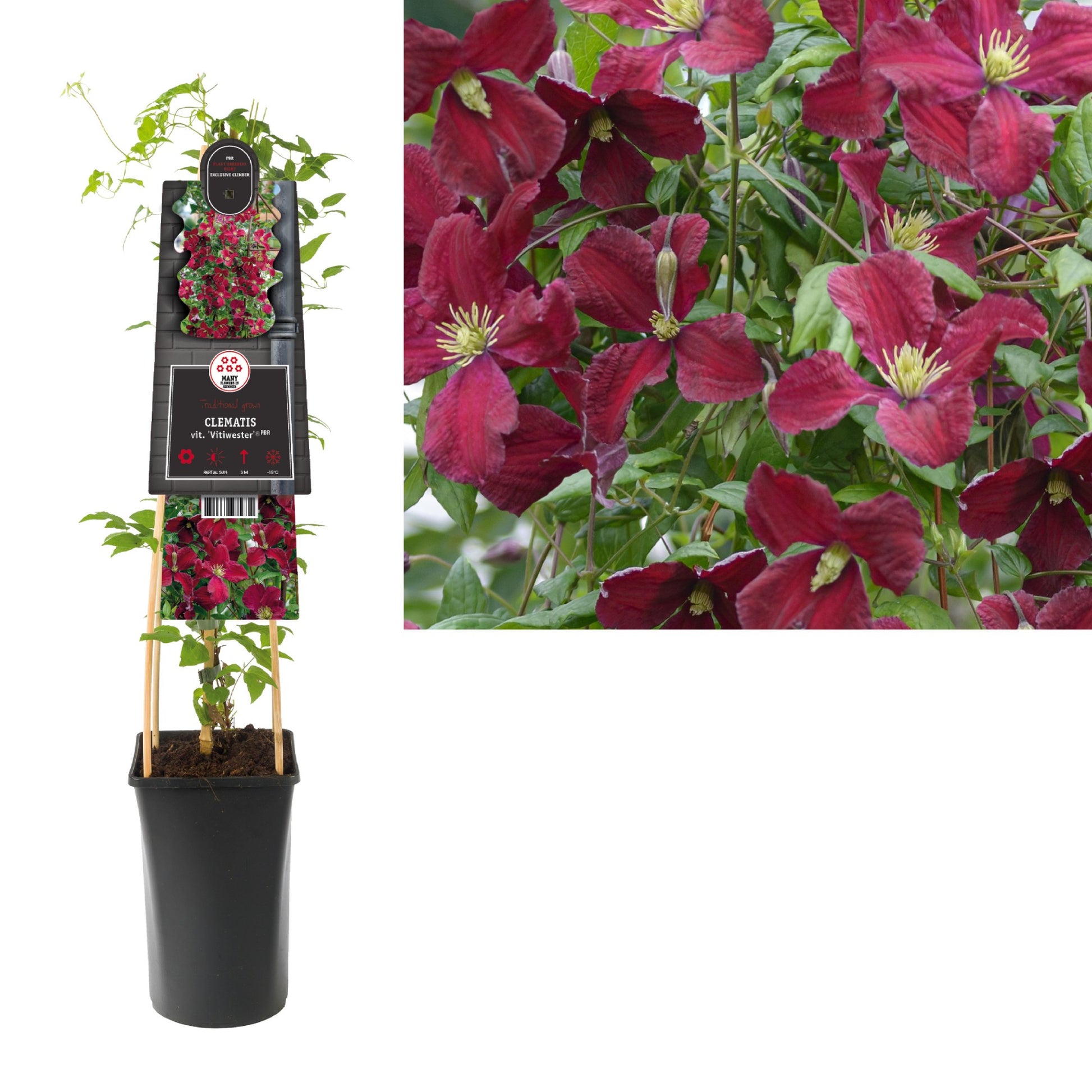 Clematis Vitiwester 75cm 17cm Pot