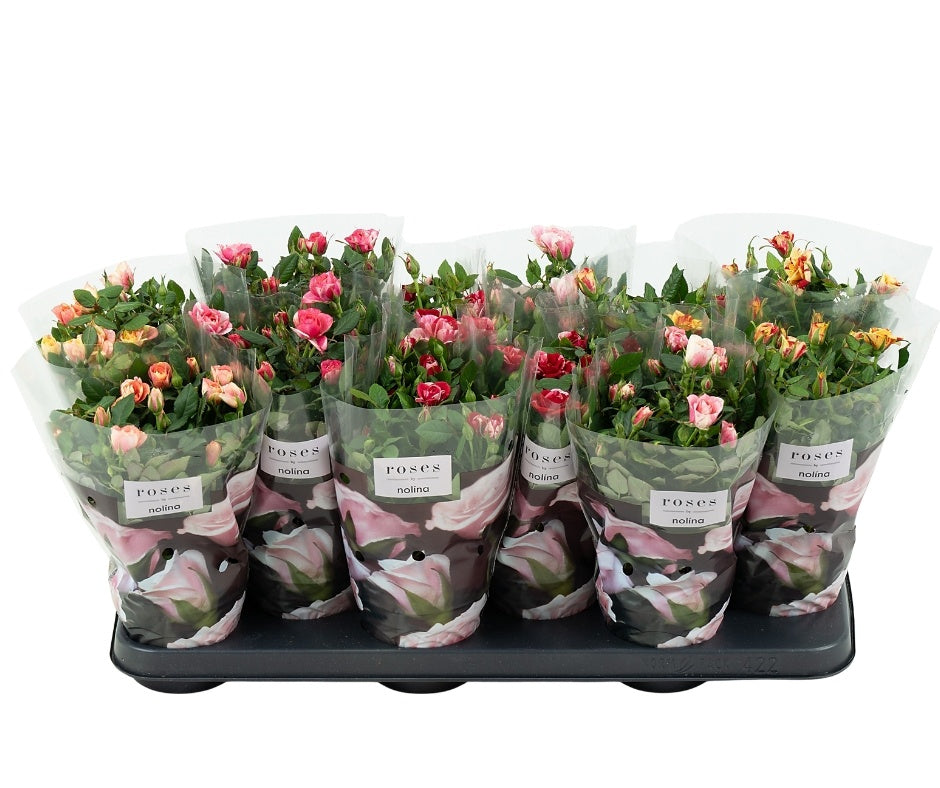 Roses Victory mix 28cm 10.5cm Pot