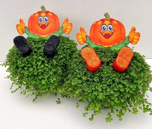 Turk, potplantenkwekerij Soleirolia green Pack of 8