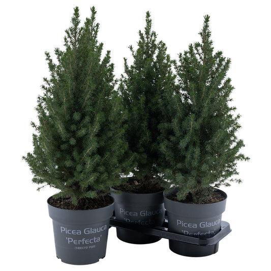 Picea glauca Perfecta 70cm 19cm Pot