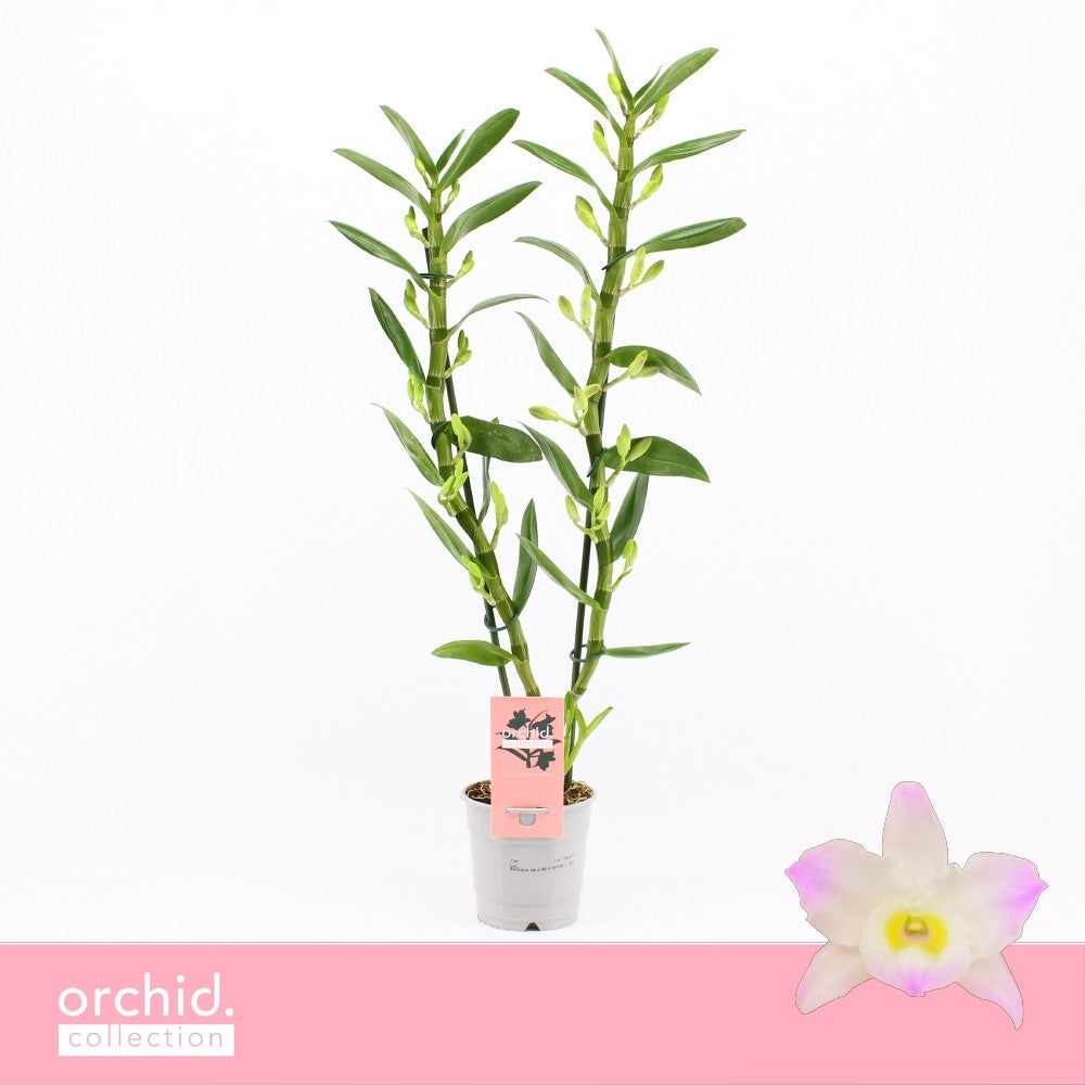 Dendrobium Kumiko 65cm 12cm Pot