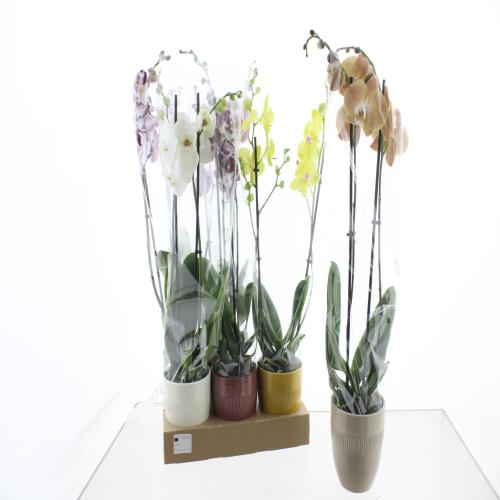 Phalaenopsis mix ceramic 55cm 12cm Pot