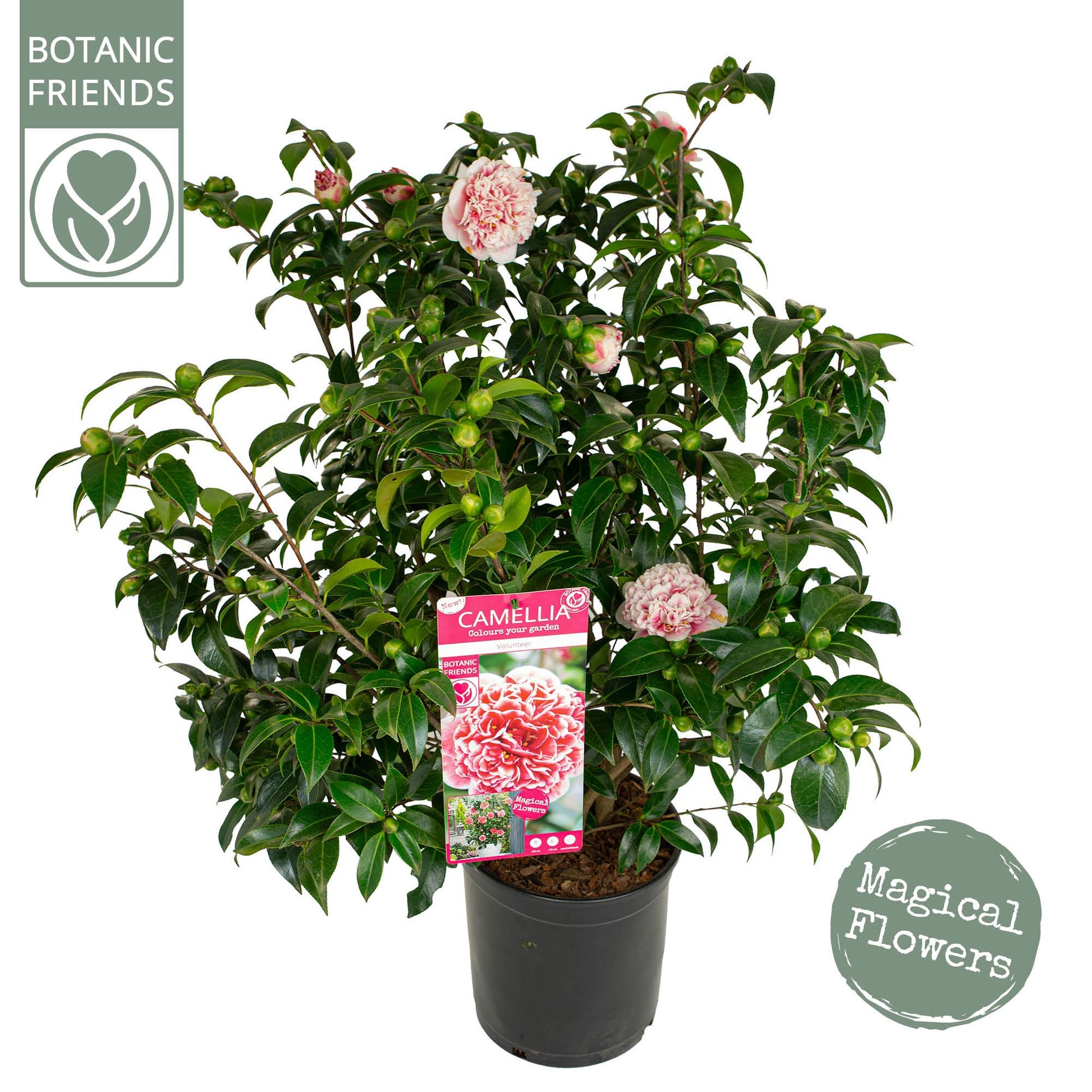 Camellia japonica 90cm 29cm Pot