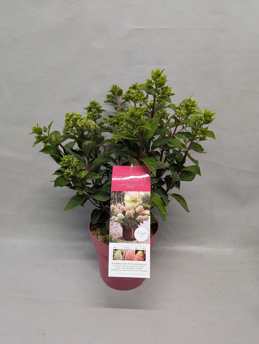Hydrangea Pan. Pinklight 55cm 19cm Pot