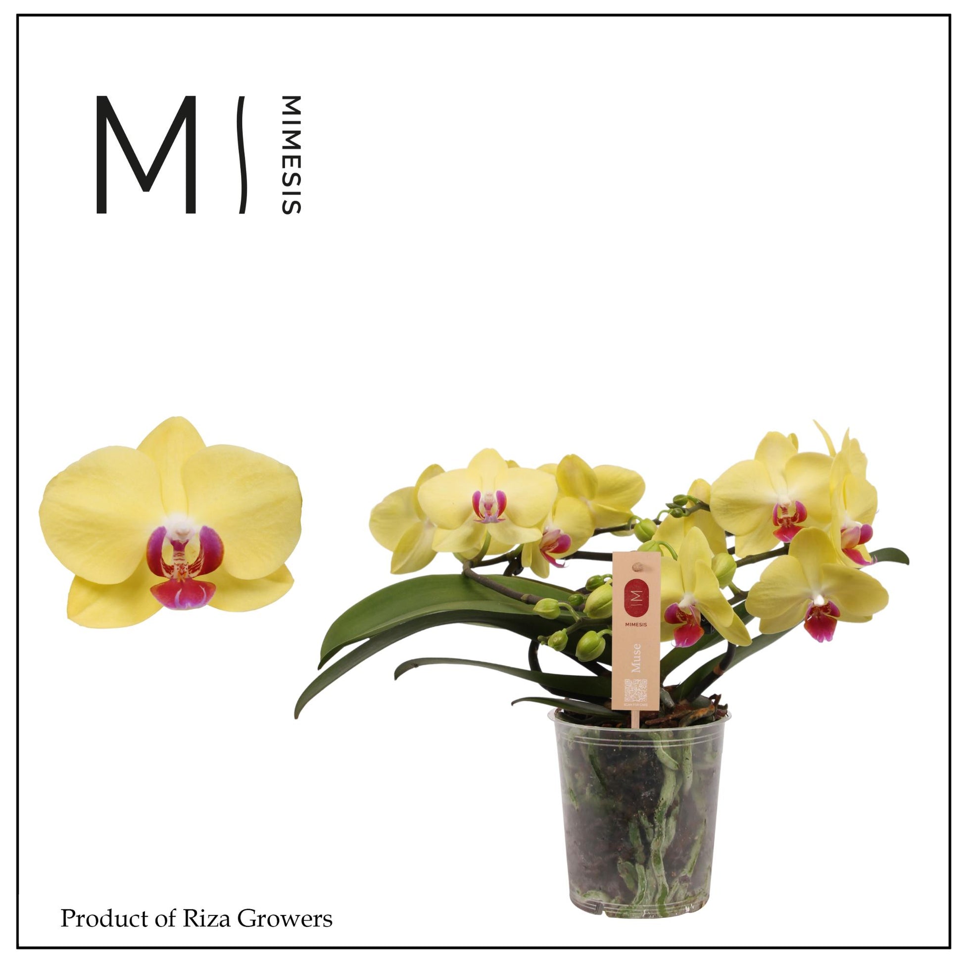 Phalaenopsis Muse Yellow 35cm 12cm Pot