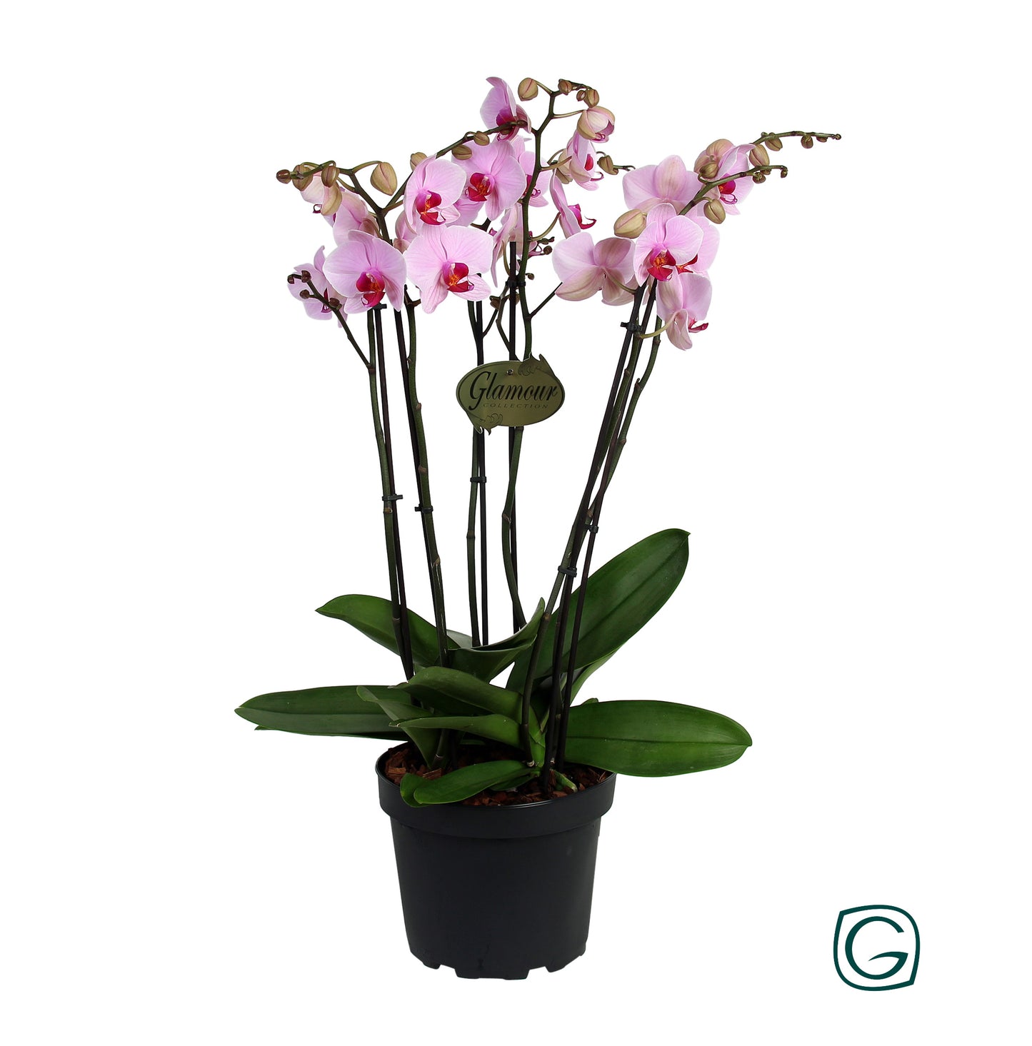 Phalaenopsis pink 65cm 23cm Pot