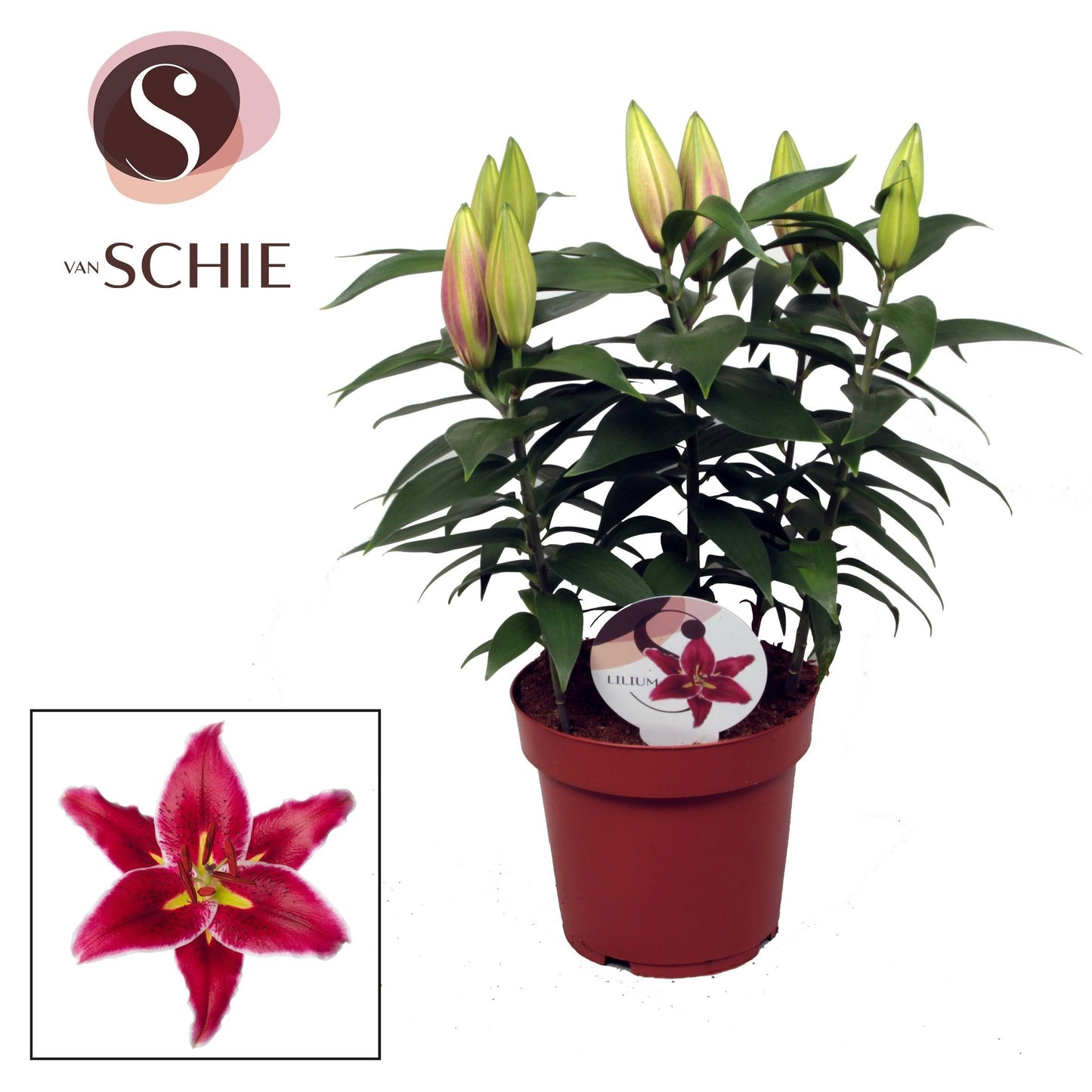 Lilium Magny Cours 45cm 19cm Pot