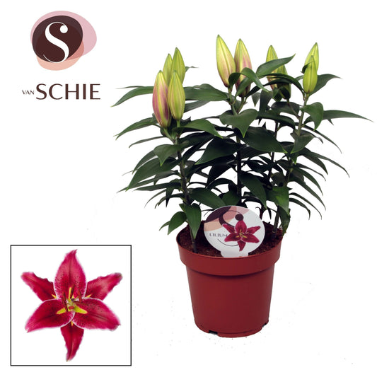 Lilium Magny Cours 45cm 19cm Pot