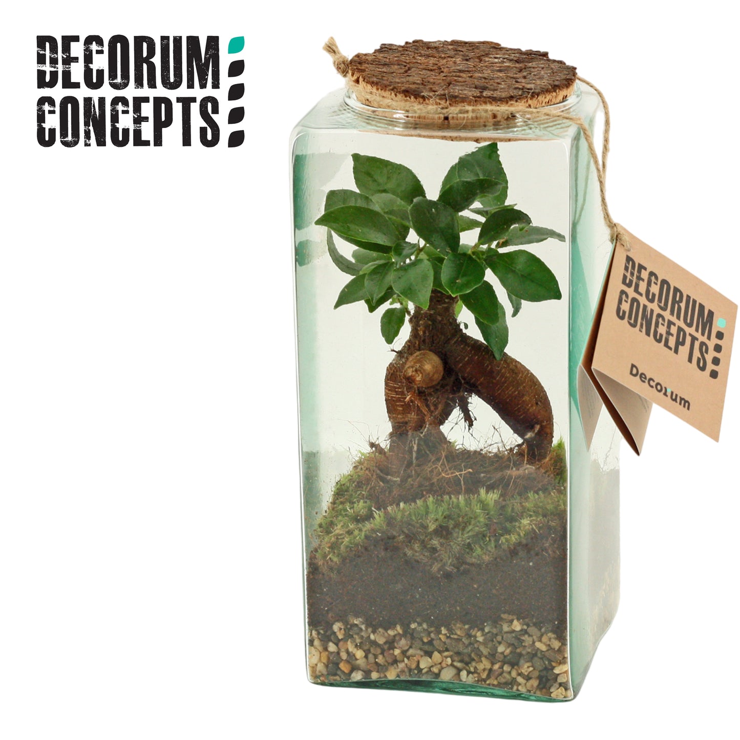arr. Terrarium Eris GCERIS 511cm Pot