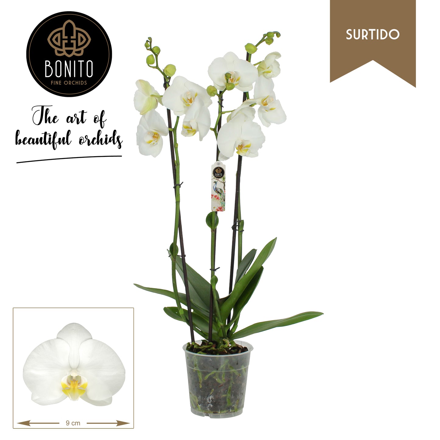 Phalaenopsis Nottingham 55cm 12cm Pot