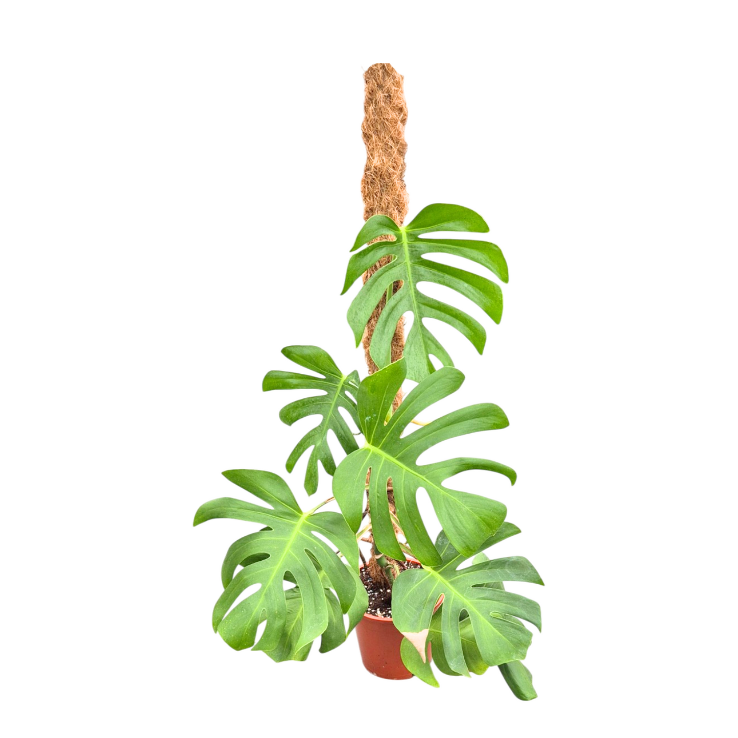 Monstera deliciosa 100cm 17cm Pot