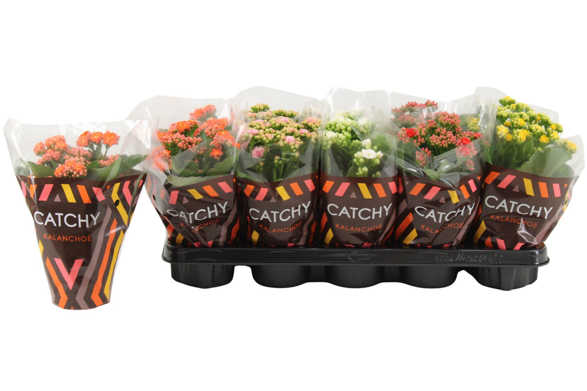 Kalanchoe Catchy Season Mix 23cm 10.5cm Pot