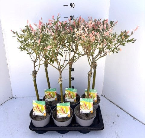 Salix integra Hakuro Nishiki 70cm 17cm Pot