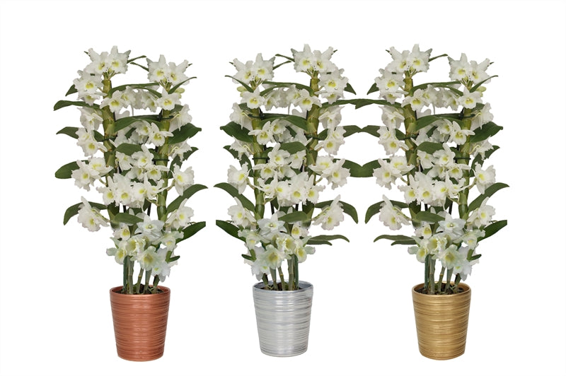 Dendrobium Apollon 50cm 12cm Pot