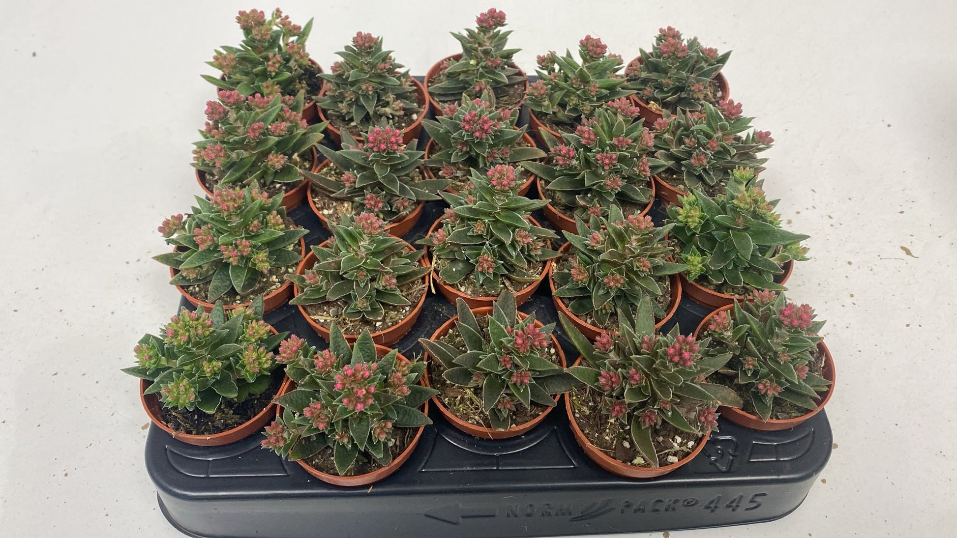 Crassula schmidtii 10cm 505cm Pot