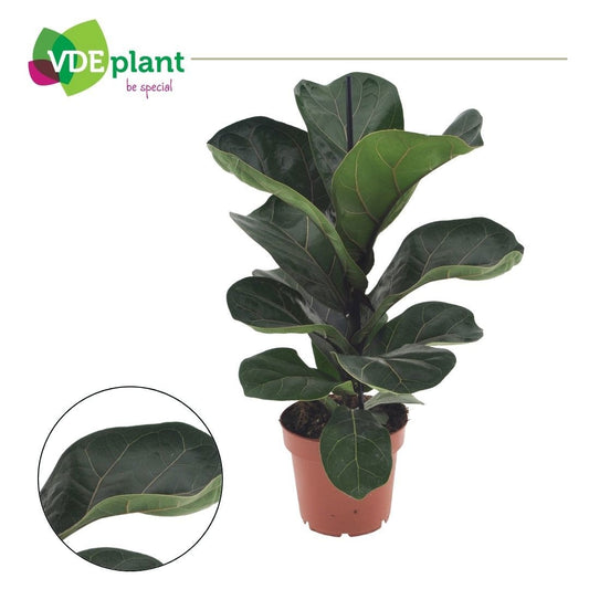 Ficus lyrata Bambino 45cm 12cm Pot